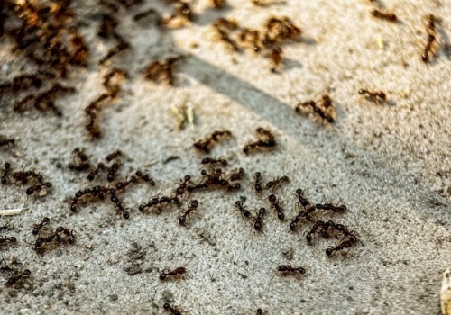 Mrówki rozgościły się na tarasie? Zrób to, a w mig się wyniosą