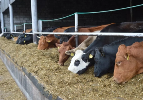Ceny bydła spadły nawet o 3 zł. Sprawdzamy stawki za byki, jałówki i krowy
