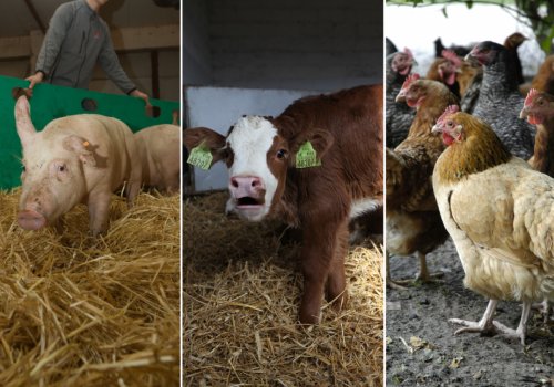 Kończy się czas na dopłaty do ubezpieczenia zwierząt. Wnioski tylko do 10 marca!