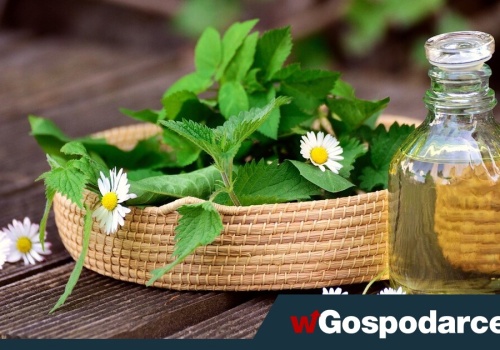 Tego mogłeś nie wiedzieć o pokrzywie