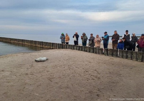 Pierwsze focze szczenię na polskim wybrzeżu. Jak zachować się?