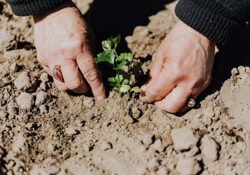 Co sadzić w marcu? 22 rośliny. Jest w czym wybierać.