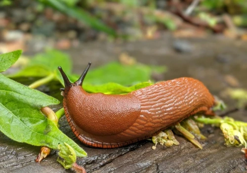 Wlej do kubka i postaw w ogrodzie. Rano znajdziesz w nim wszystkie pomrowy