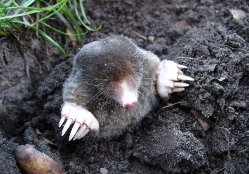 Wrzuć dwie kulki do kopca. Krety i nornice znikają z ogrodu w kilka dni