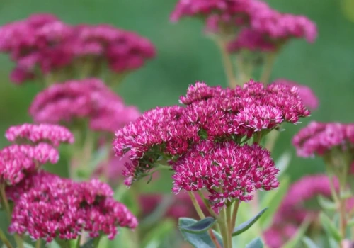 Masz puste miejsca na rabacie? Posadź to teraz, a szybko znikną „gołe placki”