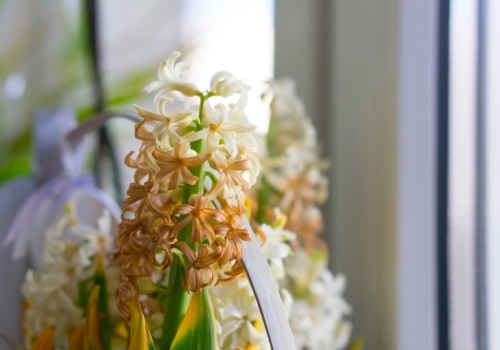 Hiacynty przekwitły? Zamiast wyrzucać do kosza, zrób to by znów cieszył oko