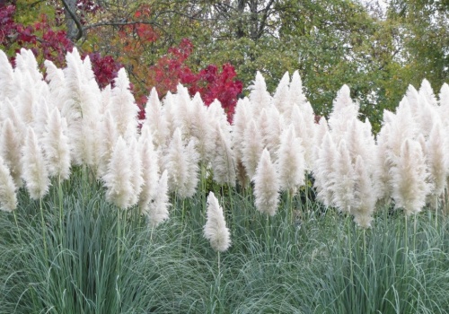 Trawa pampasowa bez tajemnic. Kiedy jest idealny czas na jej sadzenie?