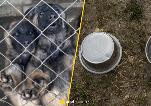 Nielegalne hodowle psów pod Kcynią. Żyły w skandalicznych warunkach