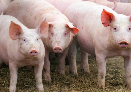 W lutym straciliśmy kolejnych 300 stad świń. Pogłowie na stabilnym poziomie