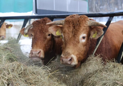 Czy europejska wołowina utrzyma pozycję na rynku światowym?