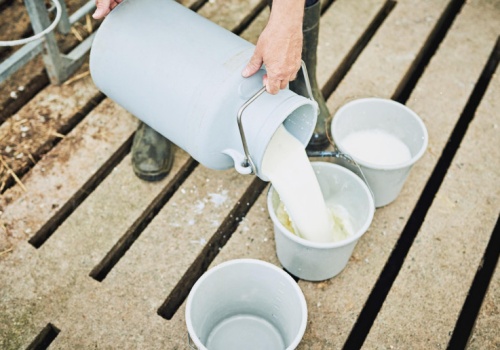 Masowy proces w aferze mlecznej. Rolnicy nie mieszczą się w sądzie