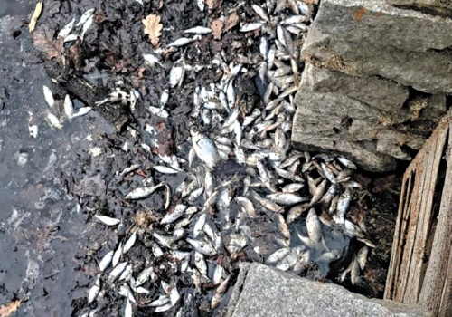 Ryby zamarzły w przypałacowym stawie