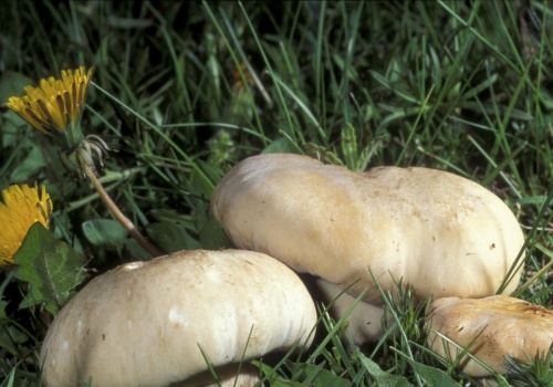 Pojawia się już wiosną, tworzy dziwne kręgi. Prosty błąd pozbawia go smaku