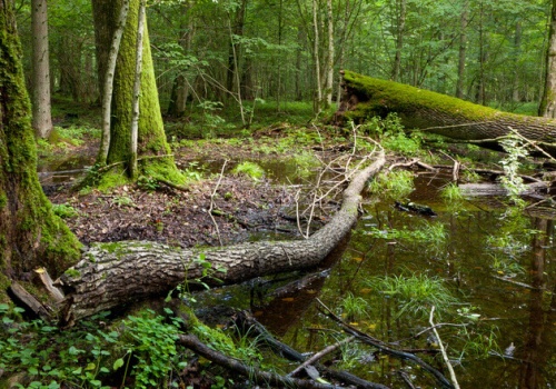 Jak zatrzymać wodę w Puszczy Białowieskiej? Powstają progi piętrzące