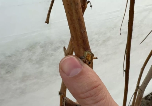 Regeneracja malin po zimie – komunikat Timac Agro (11.03.2026)