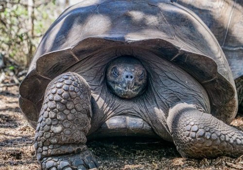 Ile kosztuje podróż na Galapagos? OTO nasze wydatki