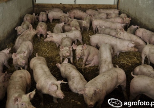 Ceny tuczników rosną. Stawka VEZG aż 1,70 euro