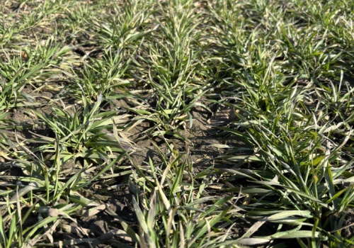 Duet kluczowych mikroelementów dla zbóż. Potrzebne już od wczesnej wiosny