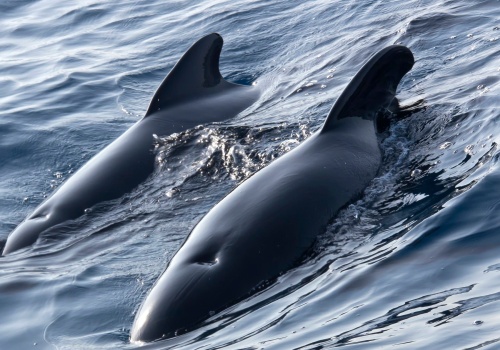 Utknęły na mieliźnie. 21 zwierząt zginęło. 