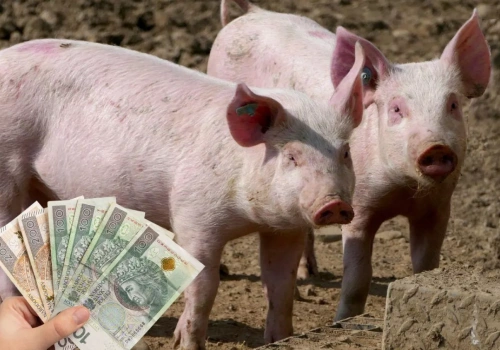 Ceny prosiąt w górę. Nawet 430 zł za sztukę