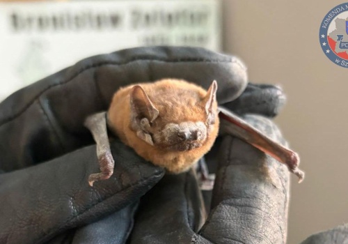 Szczeciński policjant uratował nietoperza