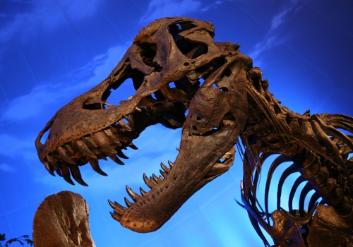 Ogromny tyranozaur siał postrach nawet w erze dinozaurów. Paleontolodzy mówią o brakującym ogniwie