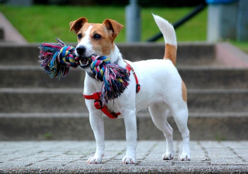 Jednego psa zabił, drugiego dotkliwie pobił. Znamy linię obrony 21-latka