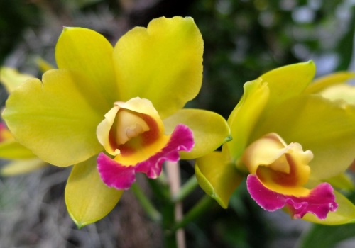 Zamiast trafiać do śmietnika, zetrzyj i podrzuć pod storczyki. Będą kwitnąć jak szalone