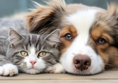 Pies czy kot – każdy musi być oznakowany. Sprawdź nowe przepisy