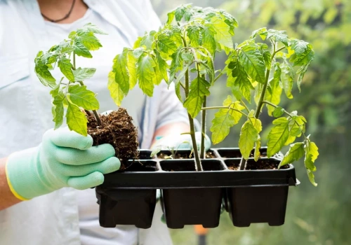 Dodaj do wody przy podlewaniu pomidorów. Rośliny szybciej ruszą z korzeniami