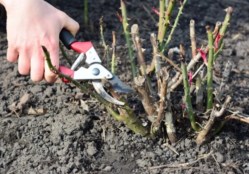 Chwyć sekator już dziś. Róże latem dosłownie utoną w kwiatach