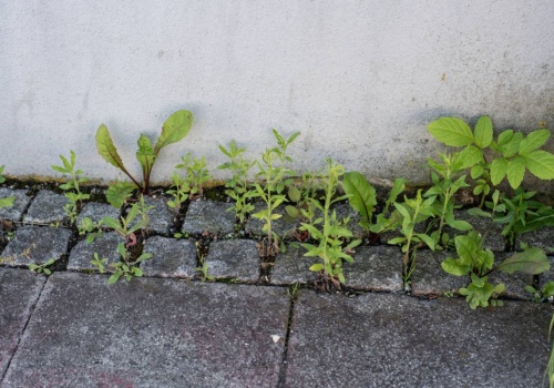 Środek chwastobójczy DIY, który eliminuje chwasty w ciągu kilku godzin. Nie niszczy ogrodu