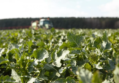 Rzepak nadal drożeje! Mniejszy import, ale w grze już nowe zbiory