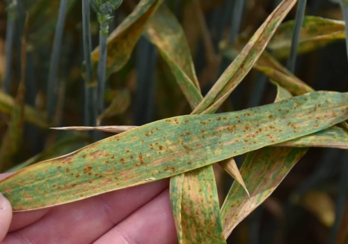 Mrozy nic nie dały. Rdza w zbożach i tak może wrócić