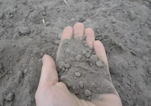 Jak odbudować zmęczoną glebę pod truskawkami? Rozwiązania biologiczne w praktyce