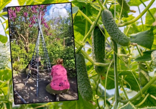 Ogórki rosną tu jak szalone. Ogrodowy 