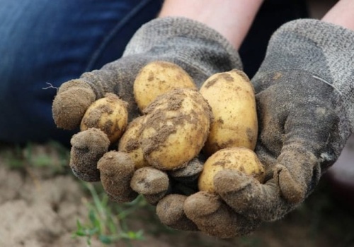 Tańsze badania ziemniaków dla rolników. PIORiN zachęca do kontroli bulw przed sadzeniem