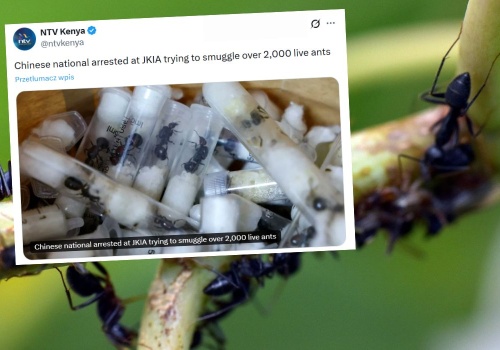 Kenia: służby zatrzymały Chińczyka przemycającego 2000 mrówczych królowych