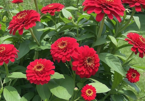 Nie czekaj do maja z tymi kwiatami, posadź już teraz. Odwdzięczą się morzem kwiatów