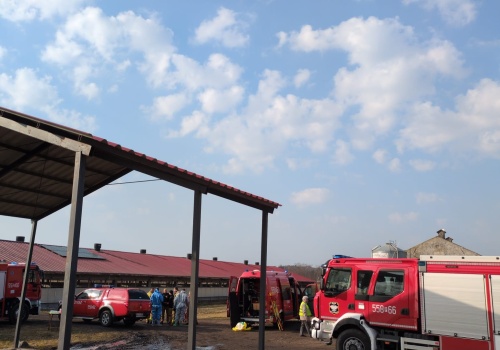 Trujący gaz w chlewni. Padło ponad 200 świń!