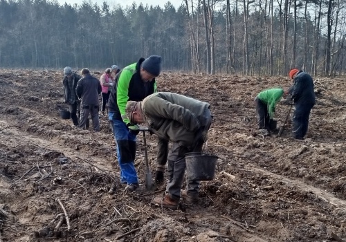Wielkie sadzenie drzew. Leśnicy posadzą 700 tysięcy sadzonek
