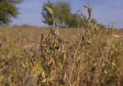Pasze to 70 proc. kosztów produkcji. Sejm debatował o białku paszowym