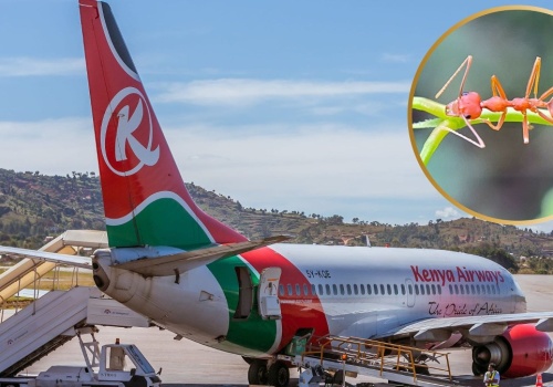 Zatrzymali na lotnisku mężczyznę. Miał w bagażu tysiące mrówek