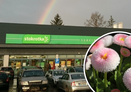 Stokrotka rozdaje ten produkt za grosz. Działkowcy ruszyli do sklepów po wiosenne hity