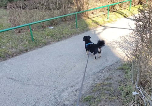 Mandat nawet 500 zł dla właścicieli psów. Kraków przypomina o obowiązku