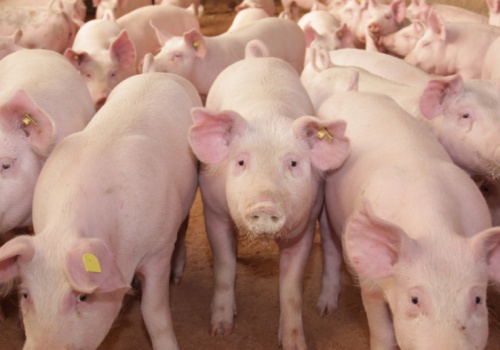 Ceny tuczników wystrzeliły w górę. Podwyżki średnio o 50 groszy