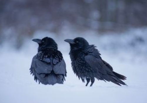 Kruki mają własny GPS. Są tak inteligentne, że zapamiętują miejsca zabójstw