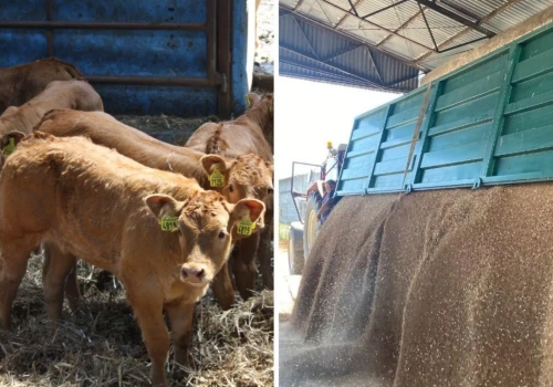 Ceny zbóż w górę, nawozy zdrożeją. Paliwo nawet po 8 zł, a co z bydłem?