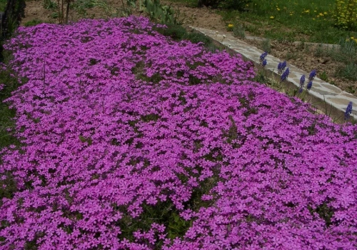 Koniec z pieleniem grządek. Posadź tę roślinę, a chwasty przestaną rosnąć