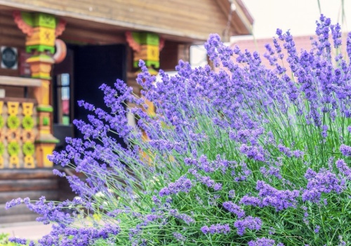 W marcu podsyp tym lawendę. W sezonie jej kolor i zapach cię zachwyci